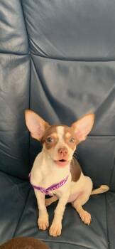 Sophia Wilson -  Chihuahua Dog for Adoption in Blue Springs, Missouri - Sophia Wilson | PetCurious