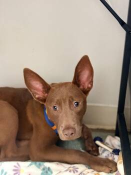 Buddy (Puppy) -  German Pinscher and Miniature Pinscher Dog for Adoption in Albany, Georgia - Buddy (Puppy) | PetCurious