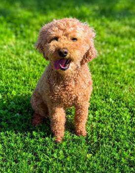 Chai -  Cockapoo Dog for Adoption in Waldorf, Maryland - Chai | PetCurious