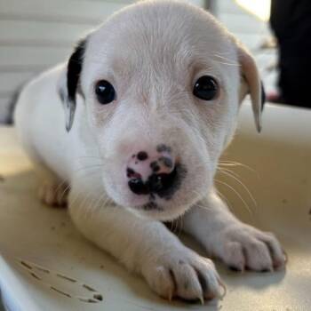 NY Vampire Bat avail Oct 31 (Tractor Supply Patteron NY) -  Australian Cattle Dog Blue Heeler and Labrador Retriever Dog for Adoption in Stormville, New York - NY Vampire Bat Avail Oct 31 (Tractor Supply Patteron NY) | PetCurious