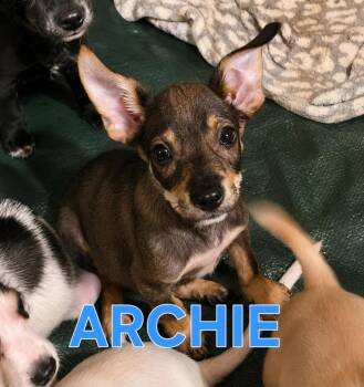 ARCHIE -  Jack Russell Terrier and Chihuahua Dog for Adoption in Fosters, Alabama - ARCHIE | PetCurious