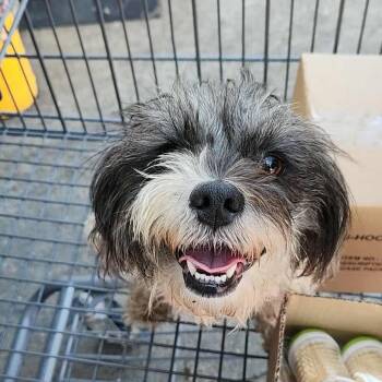 Rescue Shih Tzu and Affenpinscher Dogs for Adoption in Houston, Texas - Winnie Sue | PetCurious