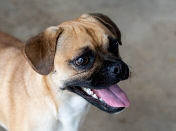 BRUSSEL -  Pug Dog for Adoption in Fresno, California - BRUSSEL | PetCurious