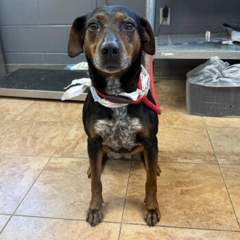 Labrador Retriever and Beagle Dogs Available for Adoption - Poppy | PetCurious