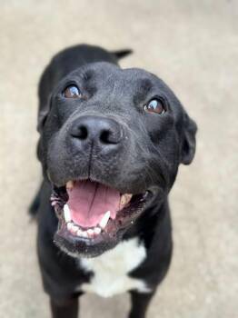 Labrador Retriever Dogs Available for Adoption in Chicago, Illinois - Sephone | PetCurious