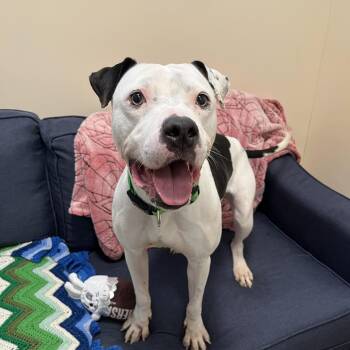Nala Simone -  Pit Bull Terrier Dog for Adoption in Chicago, Illinois - Nala Simone | PetCurious