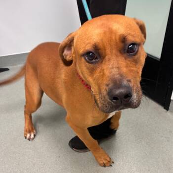 Cupid -  Black Mouth Cur Dog for Adoption in Abilene, Texas - Cupid | PetCurious