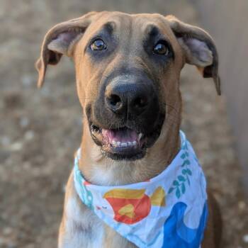 Sage -  Mastiff Dog for Adoption - Sage | PetCurious