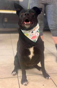 Marsha -  German Shepherd Dog Dog for Adoption in Chesterfield, South Carolina - Marsha | PetCurious