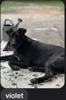 Rescue Labrador Retriever and Pit Bull Terrier Dogs for Adoption - VIOLET & ROUX……PERFECT TWINS!!! | PetCurious
