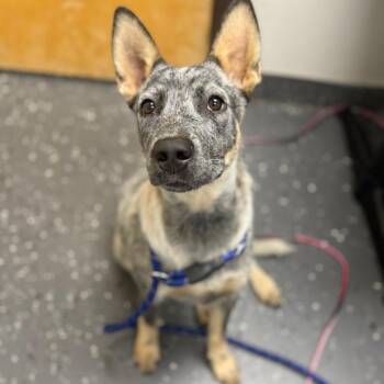 Mogi -  Mixed Breed Dog for Adoption in Columbiana, Alabama - Mogi | PetCurious