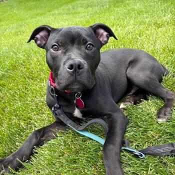 Artemis -  Boxer and Pit Bull Terrier Dog for Adoption in Lenexa, Kansas - Artemis | PetCurious