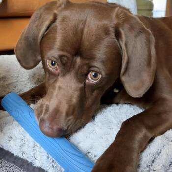 Chocolate Labrador Retriever Dogs Available for Adoption in Minnetonka, Minnesota - Gavin D69259 | PetCurious
