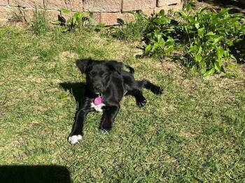 Catahoula Leopard Dog Dogs Available for Adoption in Fort Collins, Colorado - Allie | PetCurious