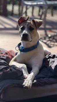 Eggnog -  Mixed Breed Dog for Adoption in Atlanta, Georgia - Eggnog | PetCurious