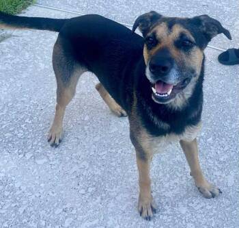 Sophie -  Shepherd Dog for Adoption in Inez, Texas - Sophie | PetCurious