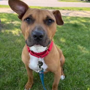 Desmond -  Mixed Breed Dog for Adoption in Dearborn, Michigan - Desmond | PetCurious