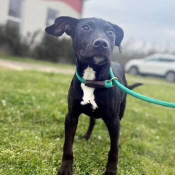 Mixed Breed Dogs Available for Adoption in Corinth, Mississippi - Dallas | PetCurious
