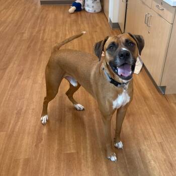 Wyatt -  Boxer Dog for Adoption in Branford, Connecticut - Wyatt | PetCurious