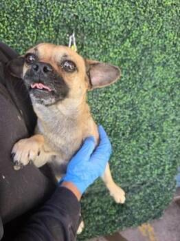 Chihuahua and Mixed Breed Dogs Available for Adoption in El Paso, Texas - 60830980 | PetCurious