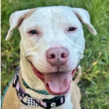 Pit Bull Terrier and Mixed Breed Dogs Available for Adoption in Nashville, Tennessee - Ashes | PetCurious