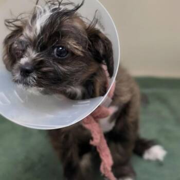 Terrier Dogs Available for Adoption in Homer Glen, Illinois - Steve | PetCurious