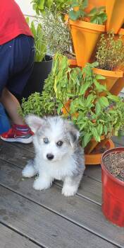 Elio -  Husky Dog for Adoption in Leicester, Massachusetts - Elio | PetCurious