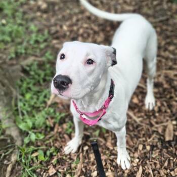 Mixed Breed Dogs Available for Adoption in Edwardsville, Illinois - Shimmer | PetCurious