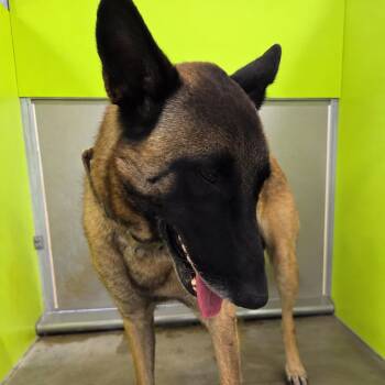 Bea2229 -  Belgian Shepherd Malinois Dog for Adoption in San Jacinto, California - Bea2229 | PetCurious