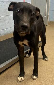 Twilight Sparkle -  Mixed Breed Dog for Adoption in Chamblee, Georgia - Twilight Sparkle | PetCurious