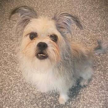 Wilson -  Terrier and Mixed Breed Dog for Adoption in Westland, Michigan - Wilson | PetCurious