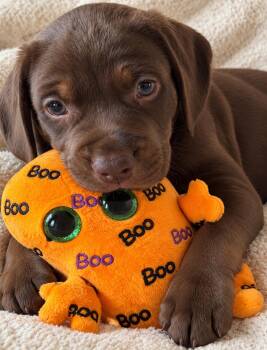 Luke -  Chocolate Labrador Retriever Dog for Adoption in Lake Geneva, Wisconsin - Luke | PetCurious