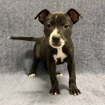 Isla -  Pit Bull Terrier Dog for Adoption in Beaumont, Texas - Isla | PetCurious