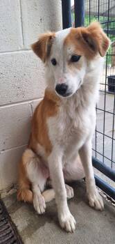 Lucky -  Australian Shepherd Dog for Adoption in Stanton, Kentucky - Lucky | PetCurious