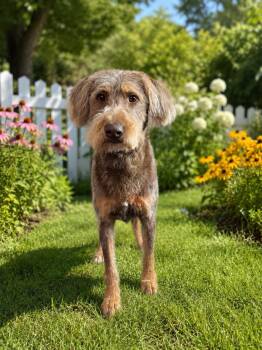 Labradoodle and Chocolate Labrador Retriever Dogs Available for Adoption in Sparta, New Jersey - Duke | PetCurious