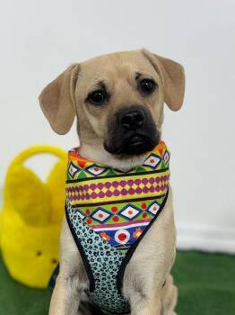 Pug and Chihuahua Dogs Available for Adoption in Carlsbad, California - John | PetCurious