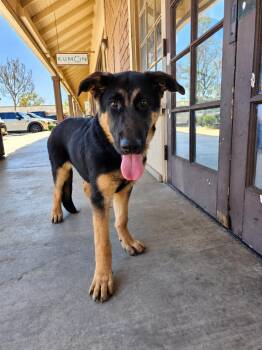 Tank -  German Shepherd Dog Dog for Adoption in Newport Beach, California - Tank | PetCurious