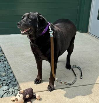 ASH -  Labrador Retriever Dog for Adoption in Leesburg, Virginia - ASH | PetCurious