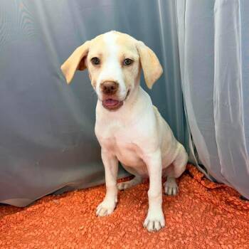Jack Russell Terrier and Chihuahua Dogs Available for Adoption in Foley, Alabama - Joanne | PetCurious