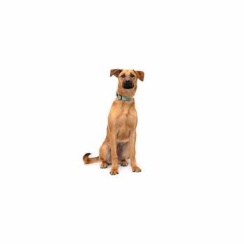 Shay -  German Shepherd Dog Dog for Adoption in Los Angeles, California - Shay | PetCurious
