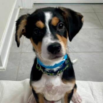 Zander -  Mixed Breed Dog for Adoption in Fredericksburg, Virginia - Zander | PetCurious