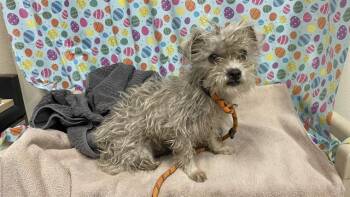 West Highland White Terrier Westie and Mixed Breed Dogs Available for Adoption - A608645 | PetCurious