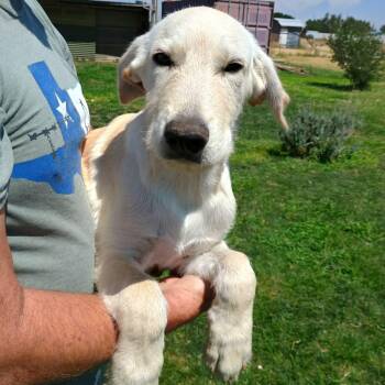 Ripley -  German Shepherd Dog and Labradoodle Dog for Adoption in Amarillo, Texas - Ripley | PetCurious