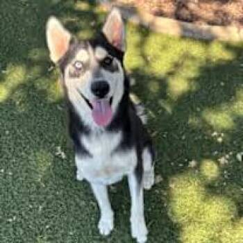 Kyle -  Siberian Husky Dog for Adoption in Red Bluff, California - Kyle | PetCurious
