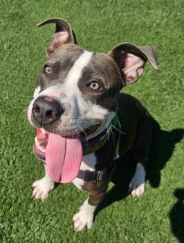 Rescue Pit Bull Terrier Dogs for Adoption in Vallejo, California - Seven | PetCurious