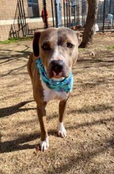 Pit Bull Terrier and Mixed Breed Dogs Available for Adoption - TORI | PetCurious