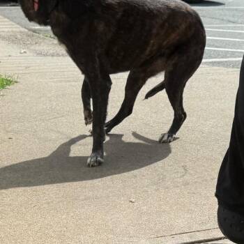 Emmy -  Mixed Breed Dog for Adoption in Winston-salem, North Carolina - Emmy | PetCurious