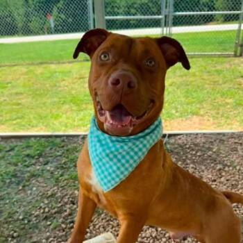 Clyde -  Mixed Breed Dog for Adoption - Clyde | PetCurious