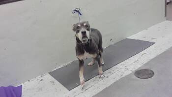 American Staffordshire Terrier and Mixed Breed Dogs Available for Adoption in Houston, Texas - LAYLA | PetCurious