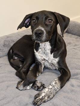 Harlow -  Terrier and Border Collie Dog for Adoption in Copiague, New York - Harlow | PetCurious